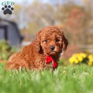 Cash, Cavapoo Puppy